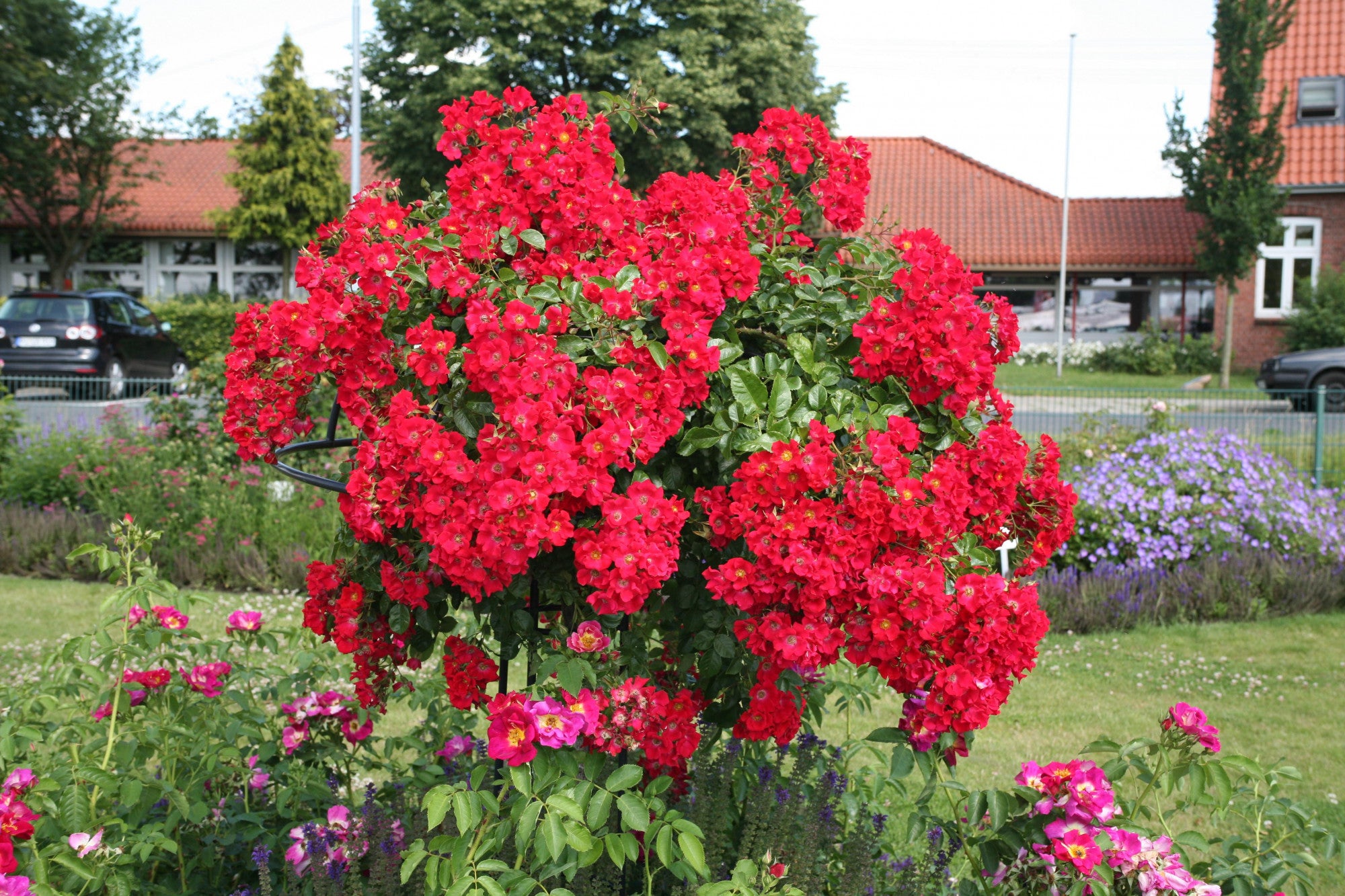 Rosa 'Sommerabend' BDR (Bodend. Rose 'Sommerabend' -R- ADR-Rose)