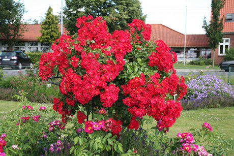 Rosa 'Sommerabend' BDR mit Blüte; Einsatz: ;;ab 8,10 Euro