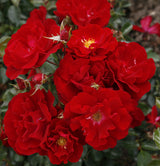 Rosa 'Mainaufeuer' BDR; hier mit Blüte; winterhart; Einsatzmöglichkeit z.B. : Bodendecker; verfügbar in 3 Größen und Varianten;;ab 11,10 Euro