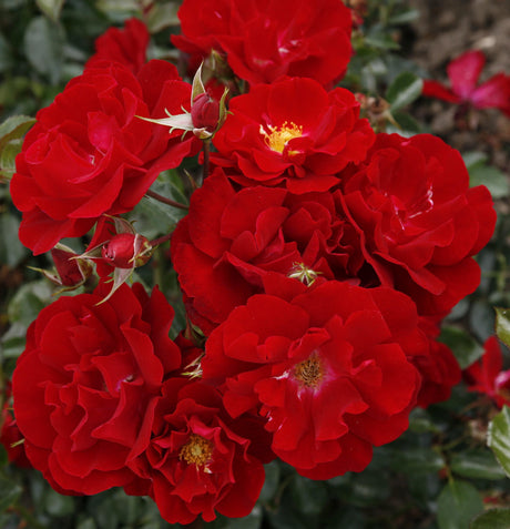 Rosa 'Mainaufeuer' BDR mit Blüte; Einsatz: ;;ab 8,10 Euro