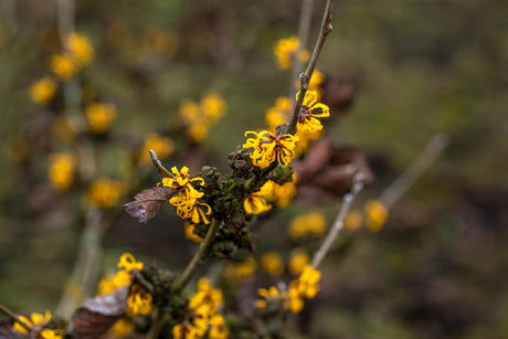 Hamamelis interm. 'Doerak' mit Blüte, erhältlich von 40-60 bis 80-100 cm; Einsatz: ;;ab 47,20 Euro