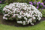 Yaku-Rhododendron 'Koichiro Wada' als Pflanze im Beet, verfügbar in 4 Größen und Varianten; Einsatz: Solitärpflanzewinterhart;;hier kaufen