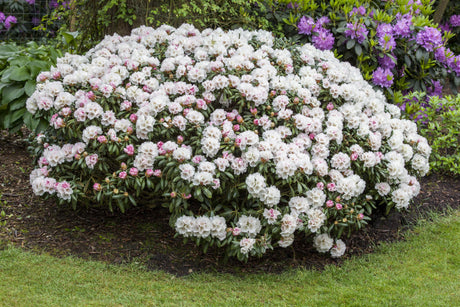 Yaku-Rhododendron 'Koichiro Wada' als Pflanze im Beet, verfügbar in 4 Größen und Varianten; Einsatz: Solitärpflanzewinterhart;;hier kaufen
