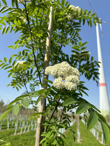 Eberesche 'Dodong' mit Blüte, verfügbar in 10 Größen und Varianten; Einsatz: Solitärgehölzschnellwüchsig;;hier kaufen