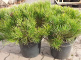 Bergkiefer 'Mops'; hier im Topf; immergrün; Einsatzmöglichkeit z.B. : Heckenpflanze;;mit zeitnaher Lieferung