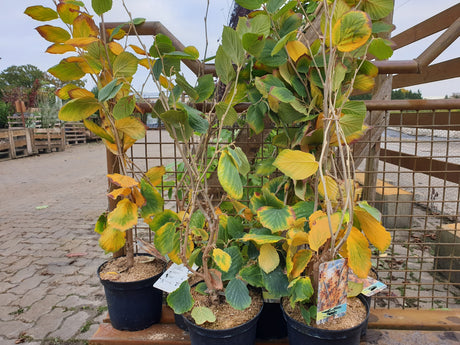 Zaubernuss 'Jelena'; vorbereitet für Versand; blütenpracht; Einsatzmöglichkeit z.B. : Heckenpflanze; erhältlich von 40-60 bis 125-150 cm;;hier kaufen