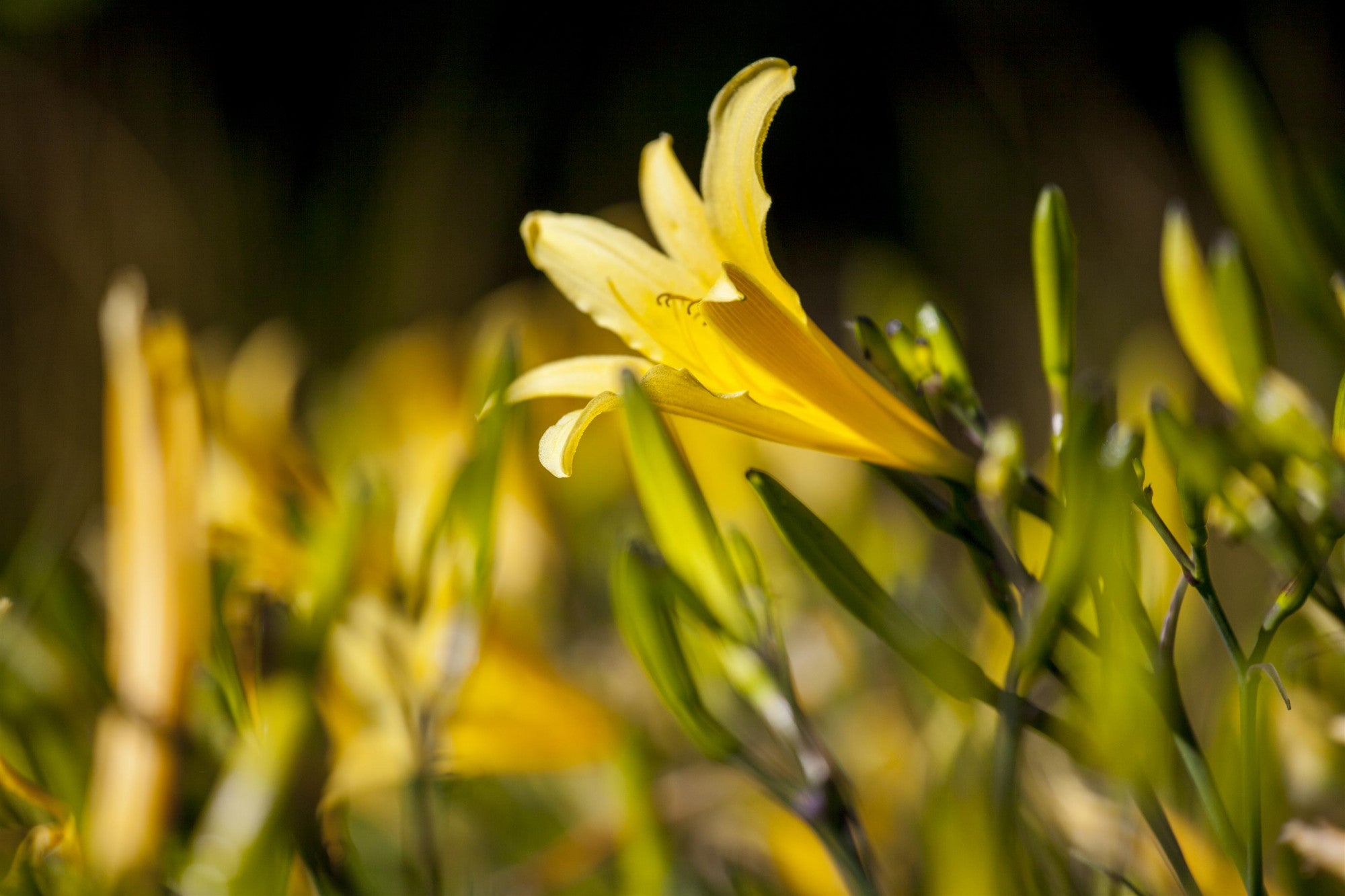 Hemerocallis lilioasphodelus (Frühblühende Wiesen-Taglilie)