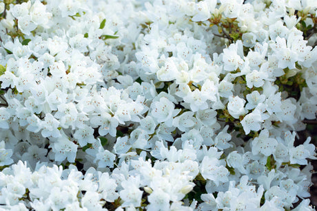 Rhododendron obt. 'Diamant Weiß' mit Blüte, erhältlich von 20-25 bis 30-40 cm; Einsatz: ;;ab 15,90 Euro