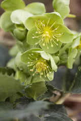 Helleborus argutifolius; wintergrün;;ab 0,00 Euro