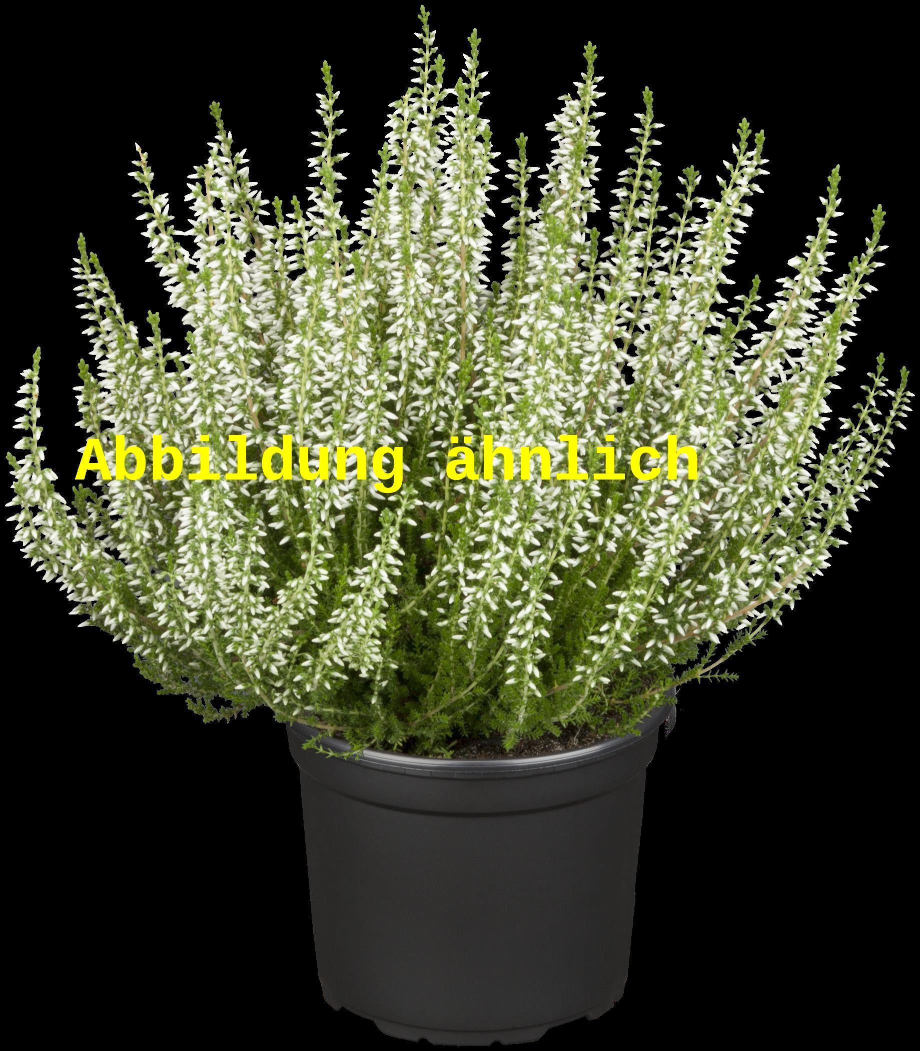 Calluna vulgaris 'Long White' (Besenheide 'Long White')