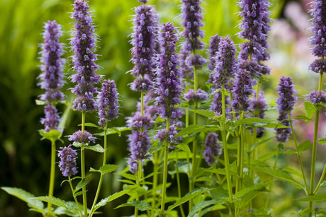 Agastache rugosa 'Blue Fortune' mit Blüte; Einsatz: ;;ab 4,00 Euro