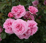 Rosa 'Dornröschenschloss Sababurg' STR; hier mit Blüte; lange Blütezeit; Einsatzmöglichkeit z.B. : Einzelstellung; verfügbar in 2 Größen und Varianten;;ab 11,10 Euro