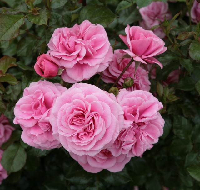 Rosa 'Dornröschenschloss Sababurg' STR mit Blüte; Einsatz: ;;ab 8,10 Euro