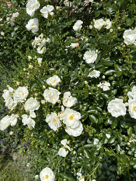 Rosa 'Schneeflocke' BDR mit Blüte; Einsatz: ;;ab 6,50 Euro