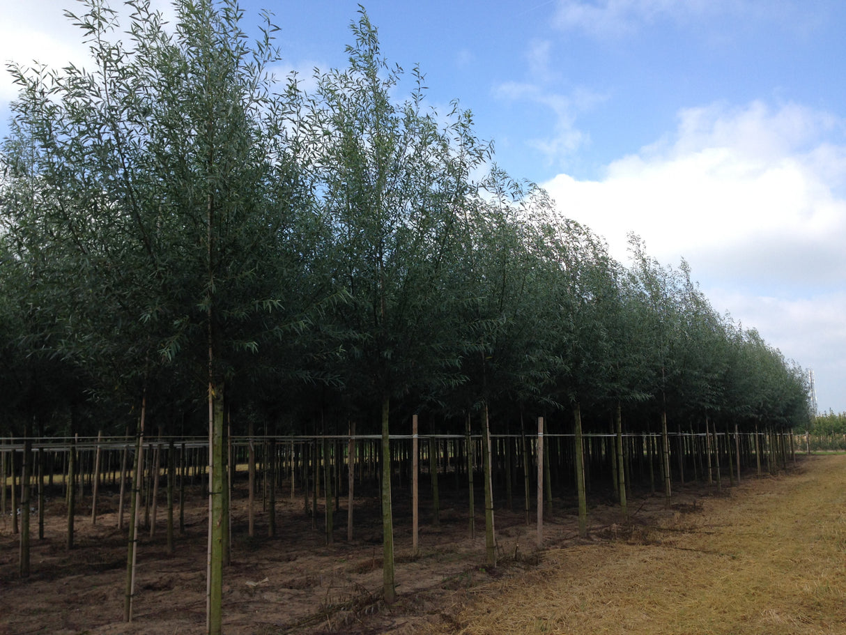 Salix alba , erhältlich von 50-80 bis 550-1000 cm;;ab 1,54 Euro