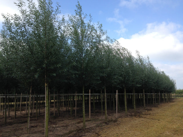 Salix alba , erhältlich von 50-80 bis 550-1000 cm;;ab 1,54 Euro
