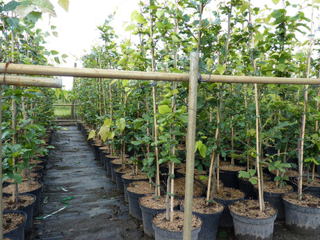 Fagus sylvatica; als Pflanze im Beet; nahrungsquelle für Insekten; Einsatzmöglichkeit z.B. : Grundstücksabgrenzung;;mit zeitnaher Lieferung