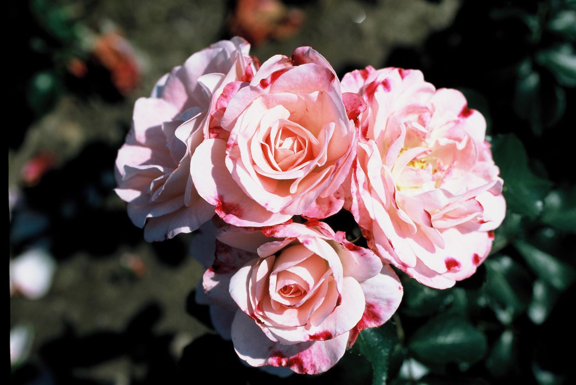 Rosa 'Rosenstadt Freising' STR (Strauchrose 'Rosenstadt Freising' -R-)