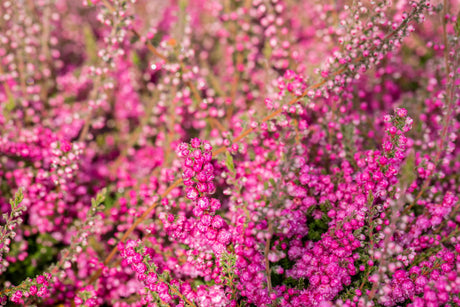 Calluna vulgaris 'Allegro' mit Blüte, erhältlich von 10-15 bis 10-15 cm; Einsatz: ;;ab 2,31 Euro