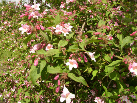 Weigela florida; hier mit Blüte; pflegeleicht; Einsatzmöglichkeit z.B. : Solitärpflanze;;günstig mit Qualität