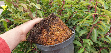 Prunus lusitanica 'Angustifolia'; hier im Topf; schnittverträglich; Einsatzmöglichkeit z.B. : Gruppenpflanzung;;ab 56,00 Euro