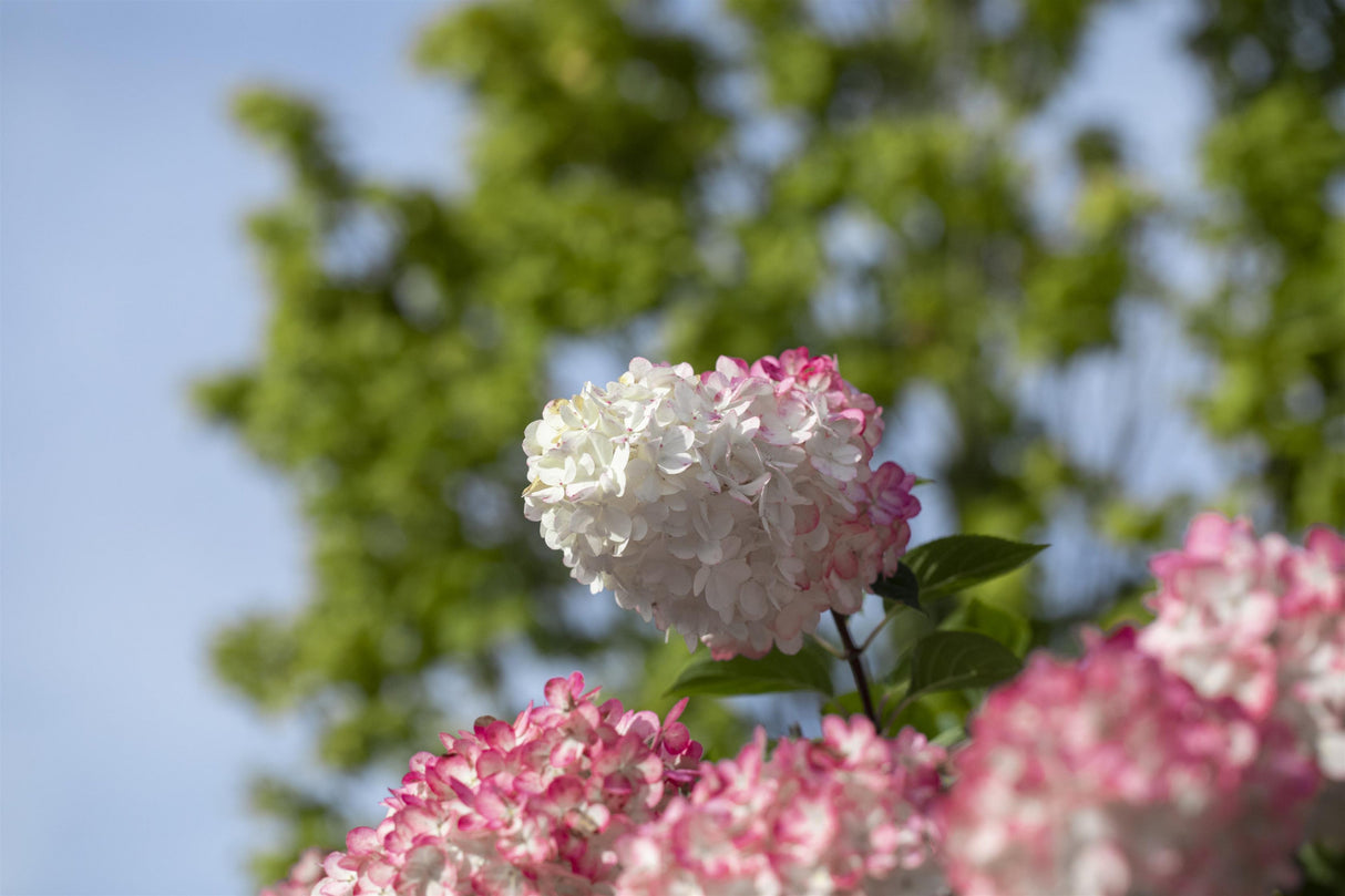 Hydrangea paniculata 'Vanille-Fraise' mit Blüte, erhältlich von 40-60 bis 60-80 cm; Einsatz: ;;ab 31,20 Euro