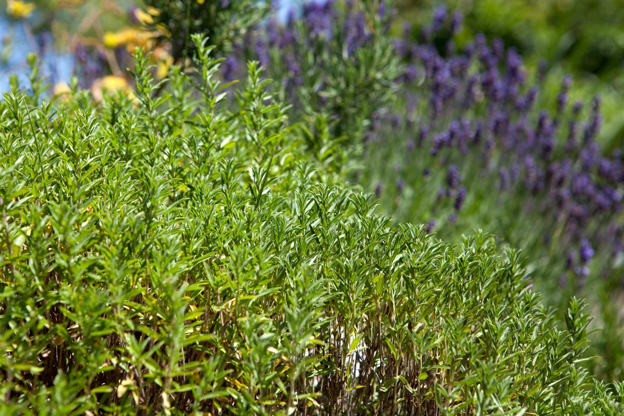 Satureja montana ssp. montana (Berg-Bohnenkraut)