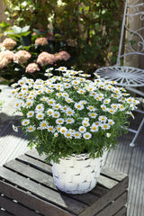 Leucanthemum vulgare; hier mit Blüte; bienenfreundlich; Einsatzmöglichkeit z.B. : Beet;;ab 0,00 Euro