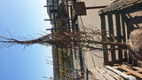 Metasequoia glyptostroboides Versand; Einsatz: Klimabaumanspruchslos;;Pflanzen vom Profi