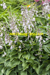 Genaues Foto für Hosta lancifolia folgt; dieses ähnliche Bild dient der Illustration von Lanzen-Funkie