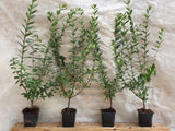 Ligustrum vulgare im Topf; Einsatz: ;;ab 2,50 Euro