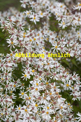Genaues Foto für Aster ericoides 'Erlkönig' folgt; dieses ähnliche Bild dient der Illustration von Garten-Myrten-Aster