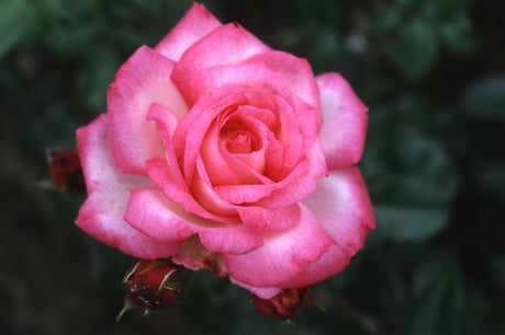 Rosa 'Harlekin' KL mit Blüte; Einsatz: ;;ab 11,80 Euro