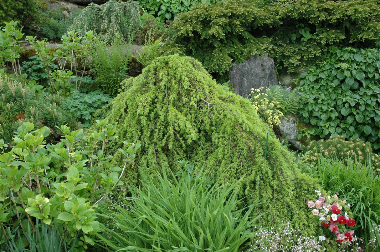 Cedrus deodara 'Pendula' , erhältlich von 30-40 bis 125-150 cm;;ab 32,90 Euro