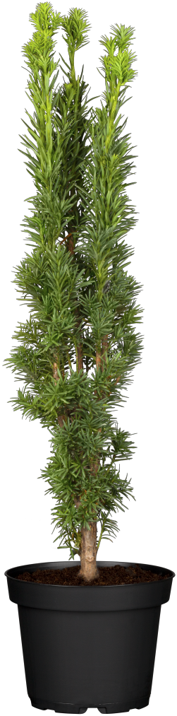 Taxus baccata 'Fastigiata Robusta' im Topf; Einsatz: ;;ab 39,40 Euro