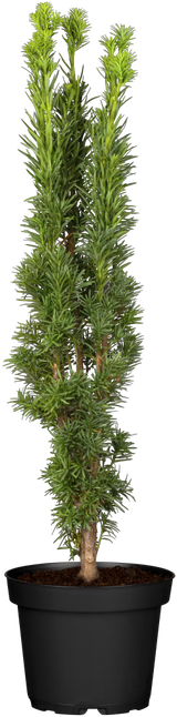 Taxus baccata 'Fastigiata Robusta' im Topf; Einsatz: ;;ab 39,40 Euro