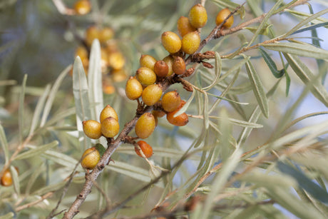 Hippophae rhamnoides 'Leikora' mit Früchten, erhältlich von 40-60 bis 100-150 cm; Einsatz: ;;ab 15,90 Euro
