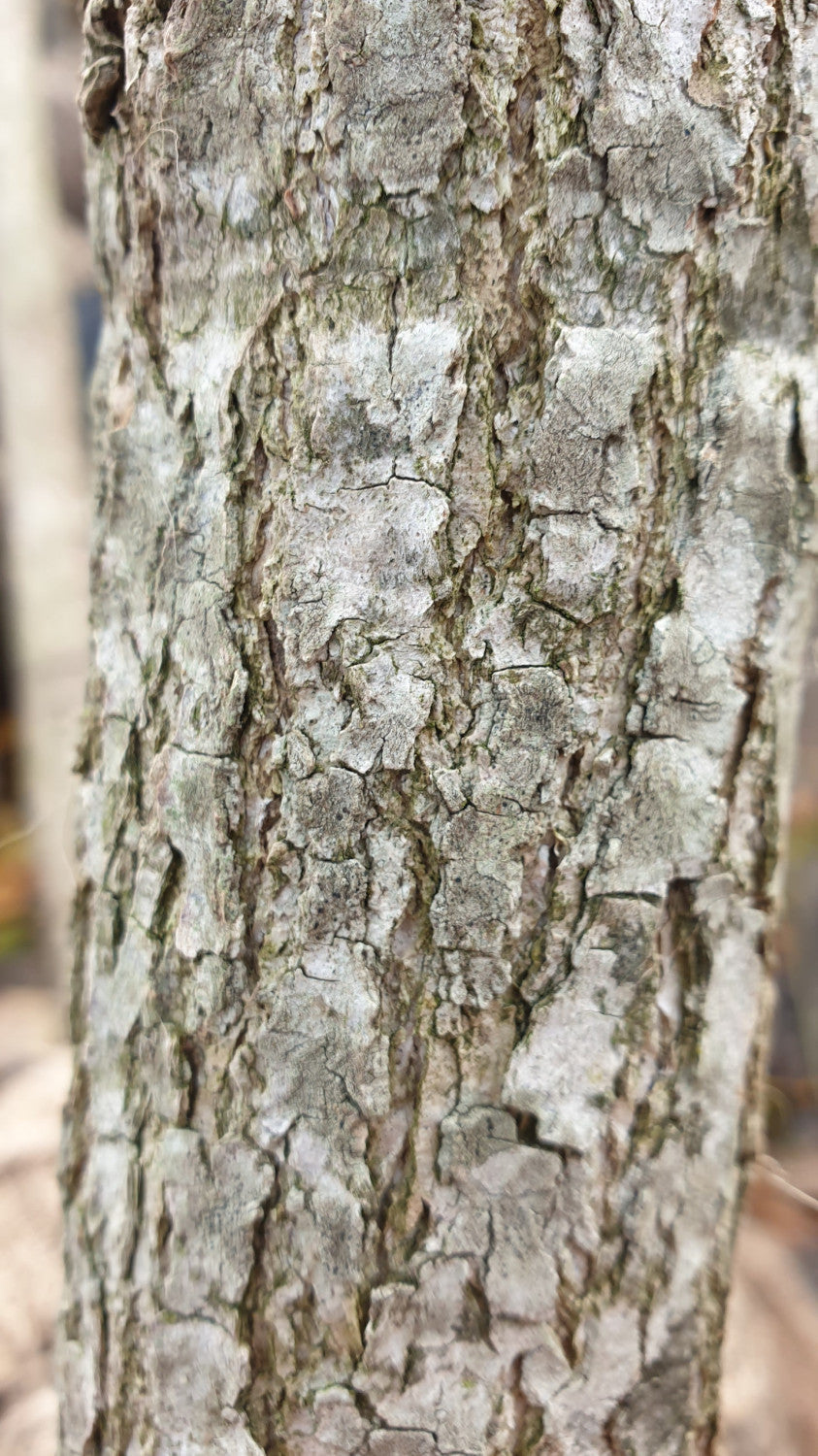 Wald-Tupelobaum; Rinde; vogelfreundlich; Einsatzmöglichkeit z.B. : Parks; erhältlich von 60-80 bis 175-200 cm;;hier kaufen