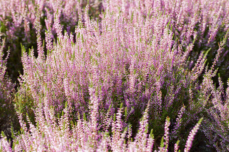Calluna vulgaris 'Marlies' , erhältlich von 10-15 bis 10-15 cm;;ab 2,31 Euro