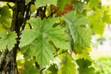 Vitis 'Kossuth'; hier mit Belaubung; winterhart; Einsatzmöglichkeit z.B. : Obstgarten; erhältlich von 80-100 bis 80-100 cm;;ab 36,00 Euro