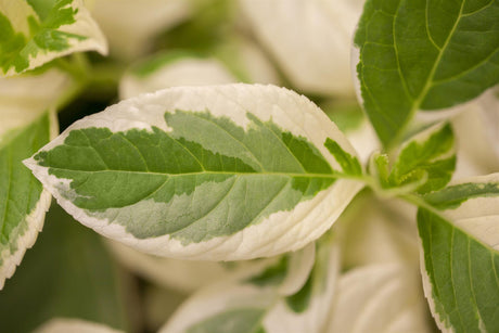 Hydrangea macrophylla 'Tricolor' mit Sommerbelaubung, erhältlich von 40-60 bis 60-80 cm; Einsatz: ;;ab 58,00 Euro