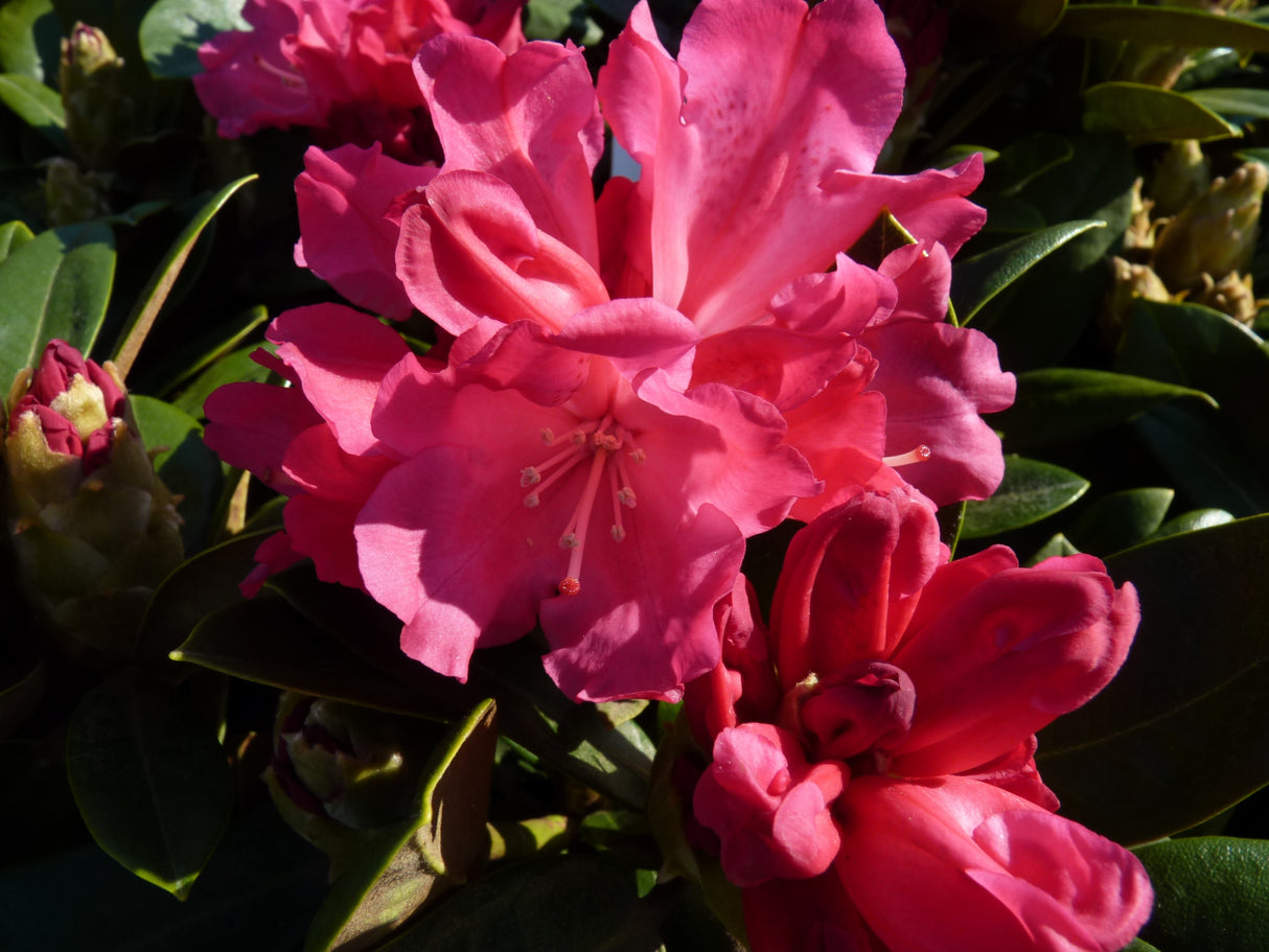 Rhododendron yak. 'Morgenrot' mit Blüte; Einsatz: Kübelpflanzefarbenfroh;;mit zeitnaher Lieferung