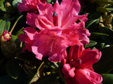 Rhododendron yak. 'Morgenrot' mit Blüte; Einsatz: Kübelpflanzefarbenfroh;;mit zeitnaher Lieferung
