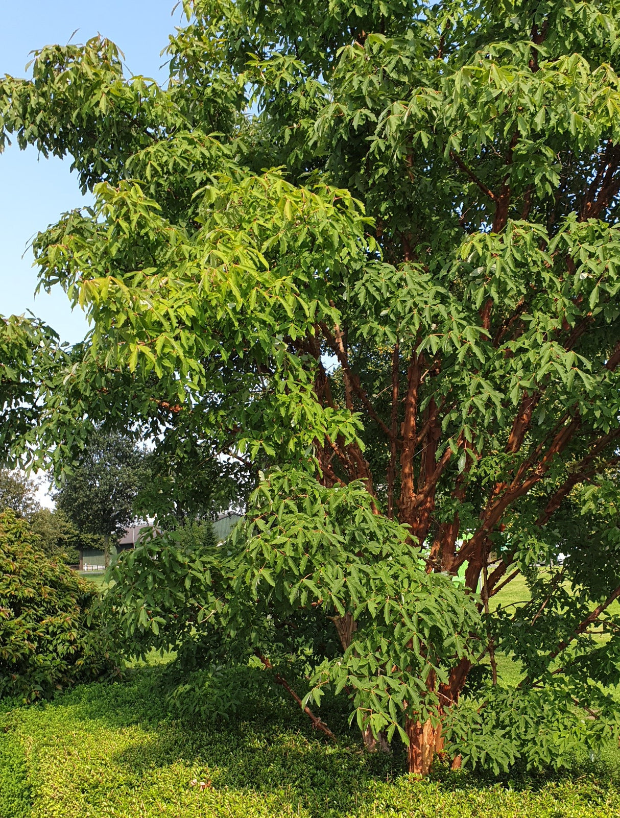 Acer griseum ;;ab 63,00 Euro