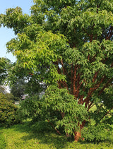 Acer griseum ;;ab 63,00 Euro
