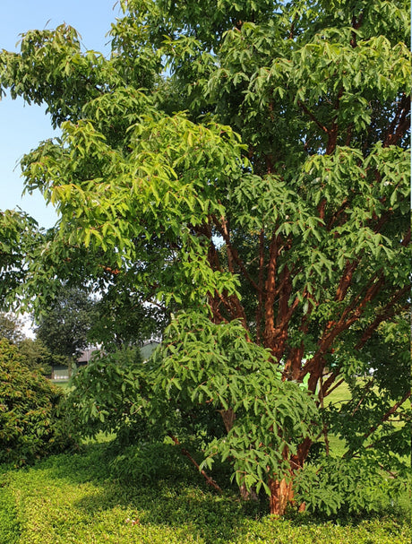 Papier-Zimt-Ahorn; dekorativ;;mit zeitnaher Lieferung