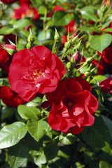 Rosa 'Paprika' STR; hier mit Blüte; blühfreudig; Einsatzmöglichkeit z.B. : Einzelstellung;;ab 13,10 Euro