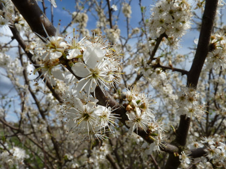 Prunus spinosa VkG 1 mit Blüte, erhältlich von 40-70 bis 200-250 cm; Einsatz: ;;ab 2,56 Euro