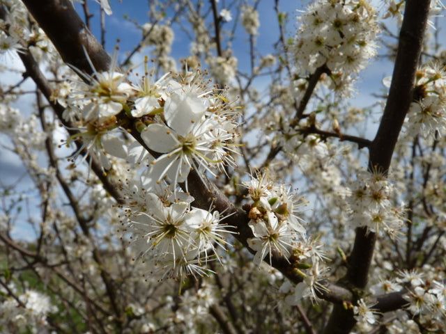 Prunus spinosa VkG 1 mit Blüte, erhältlich von 40-70 bis 200-250 cm; Einsatz: ;;ab 2,56 Euro
