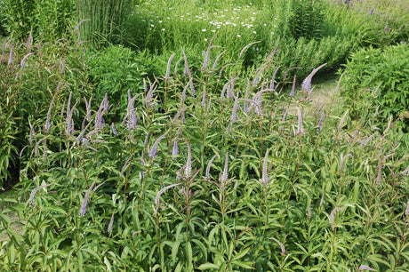 Veronicastrum virginicum 'Fascination' als Pflanze im Beet; Einsatz: ;;ab 6,10 Euro